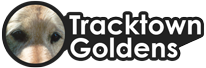 Tracktown Goldens