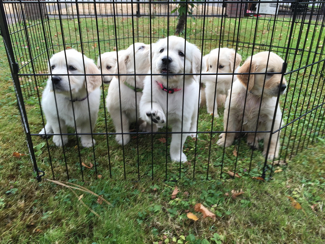 The entire family! All at 5 weeks old